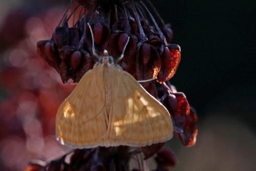Réf. 264 636 : Sitochroa verticalis